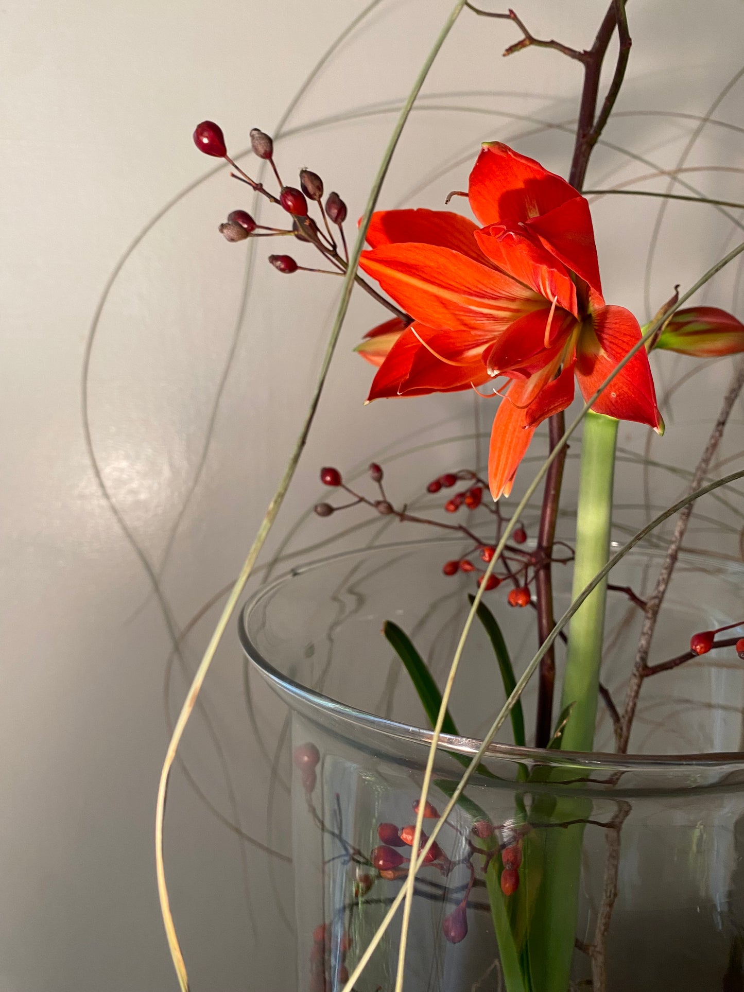 Amaryllis bulb arrangement