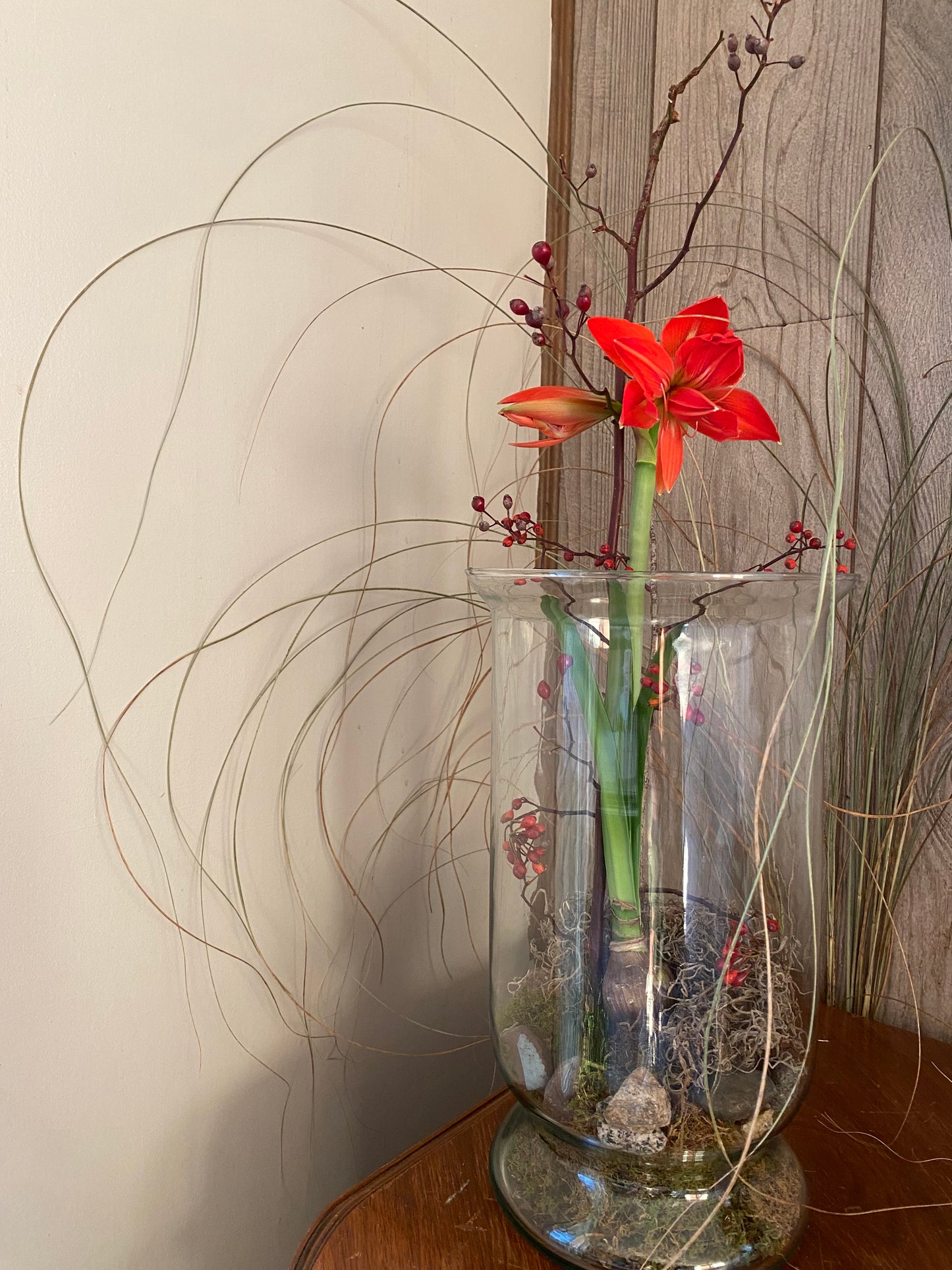 Amaryllis bulb arrangement