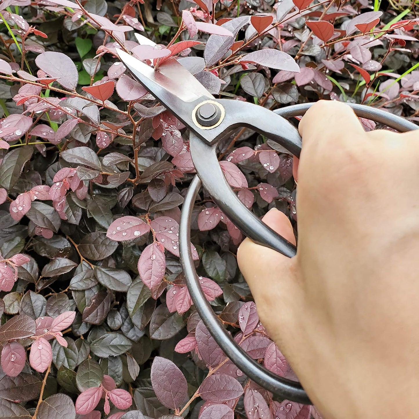 Floral Shears
