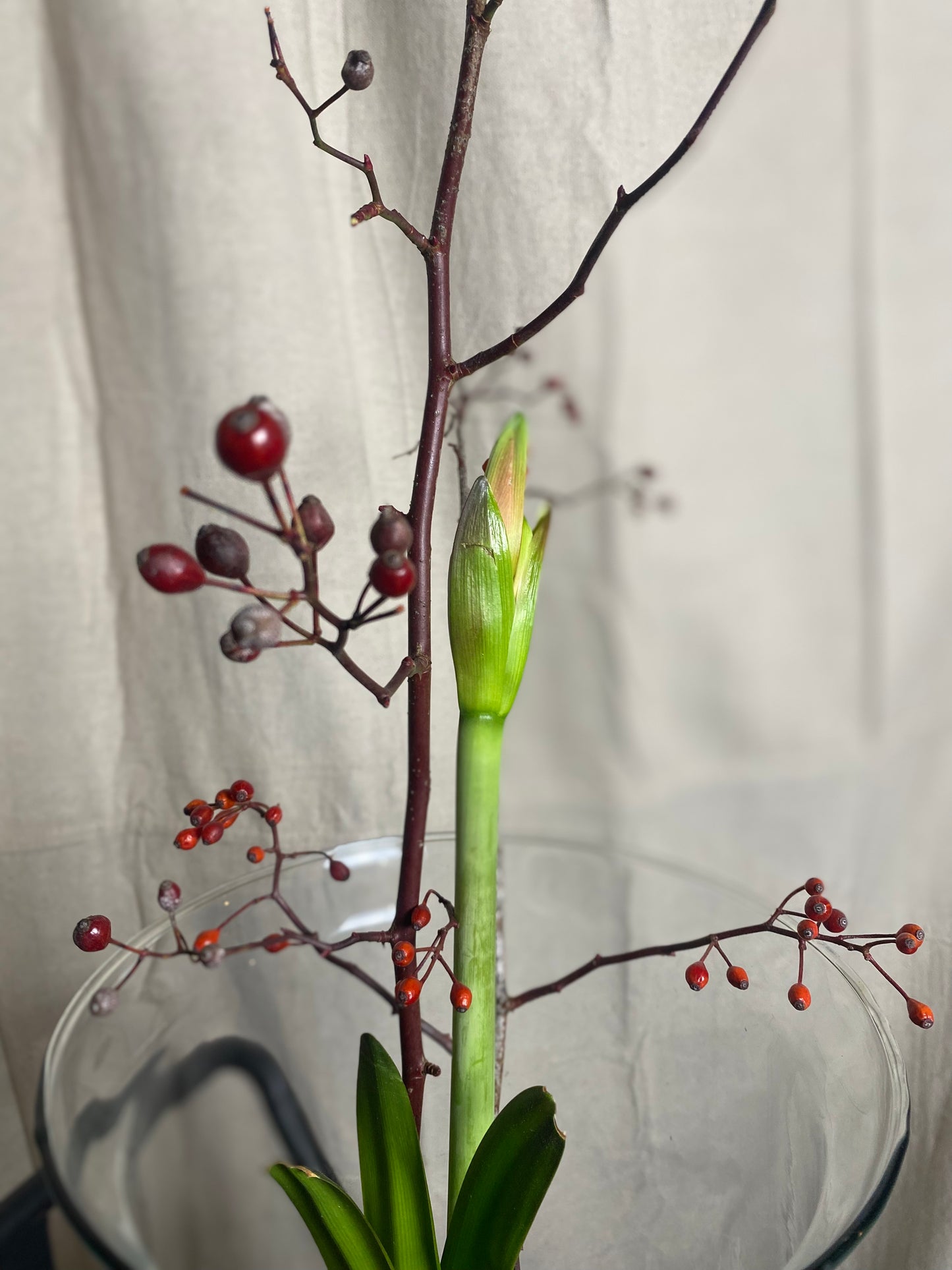 Amaryllis bulb arrangement