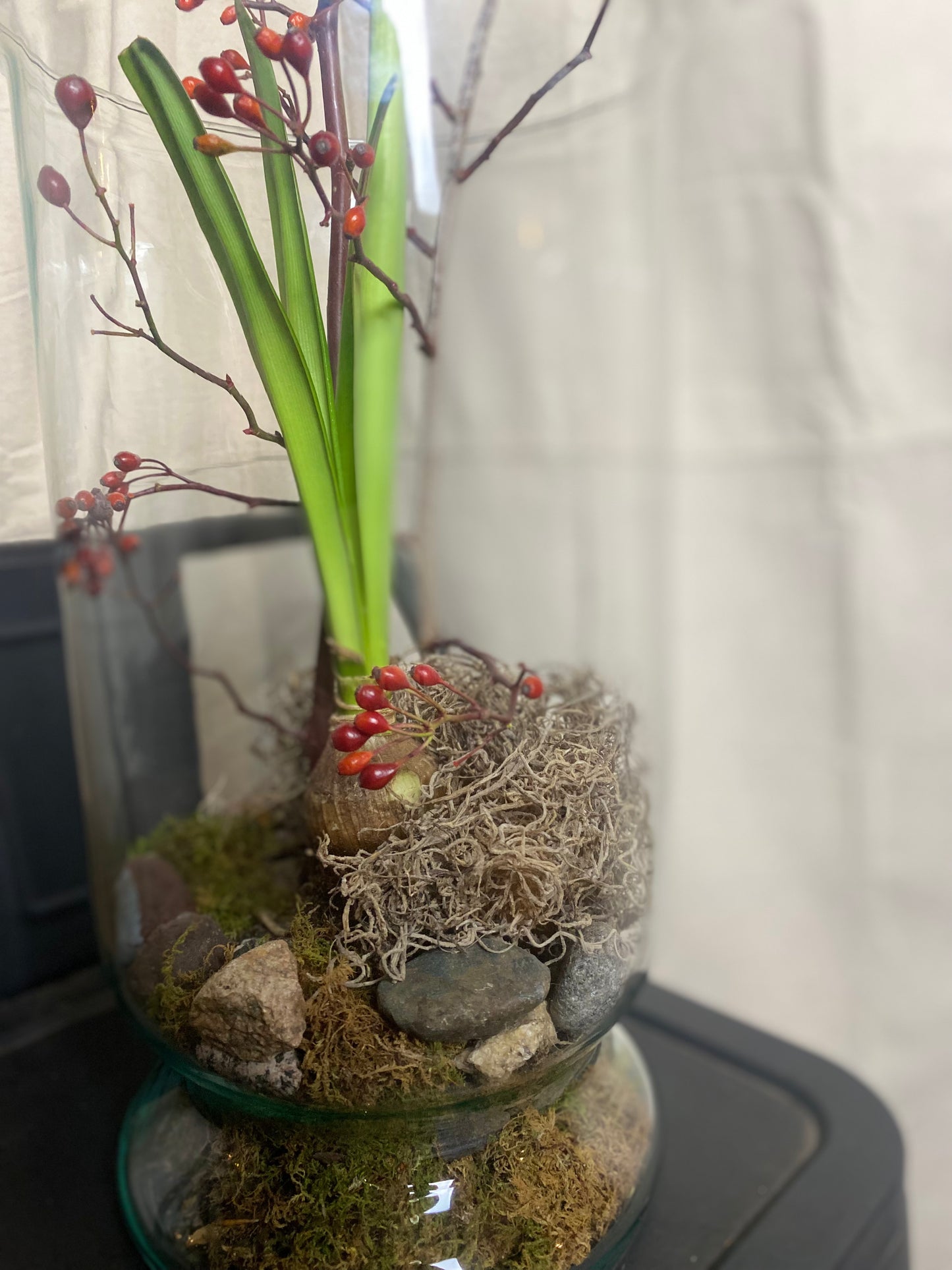 Amaryllis bulb arrangement