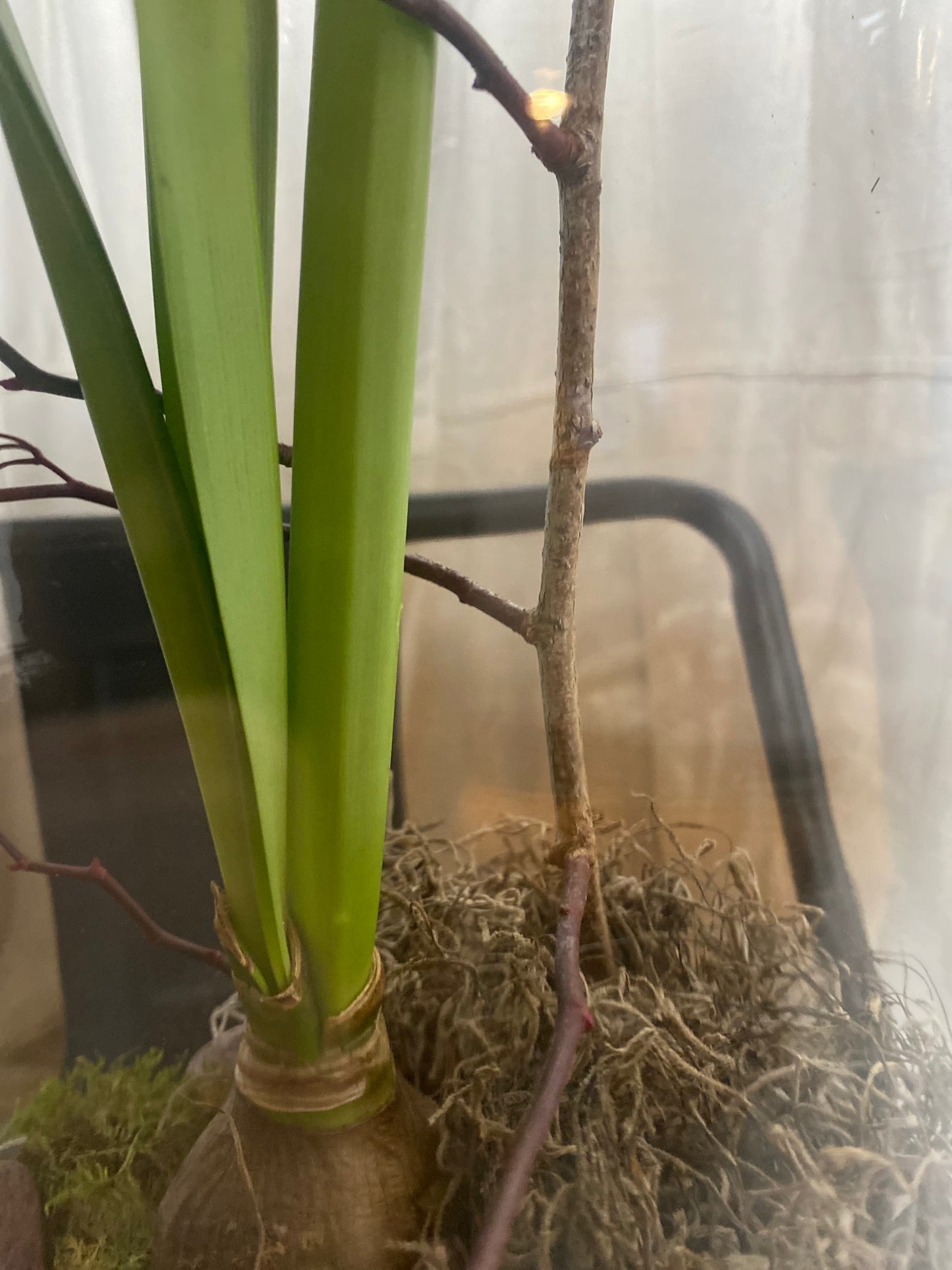 Amaryllis bulb arrangement