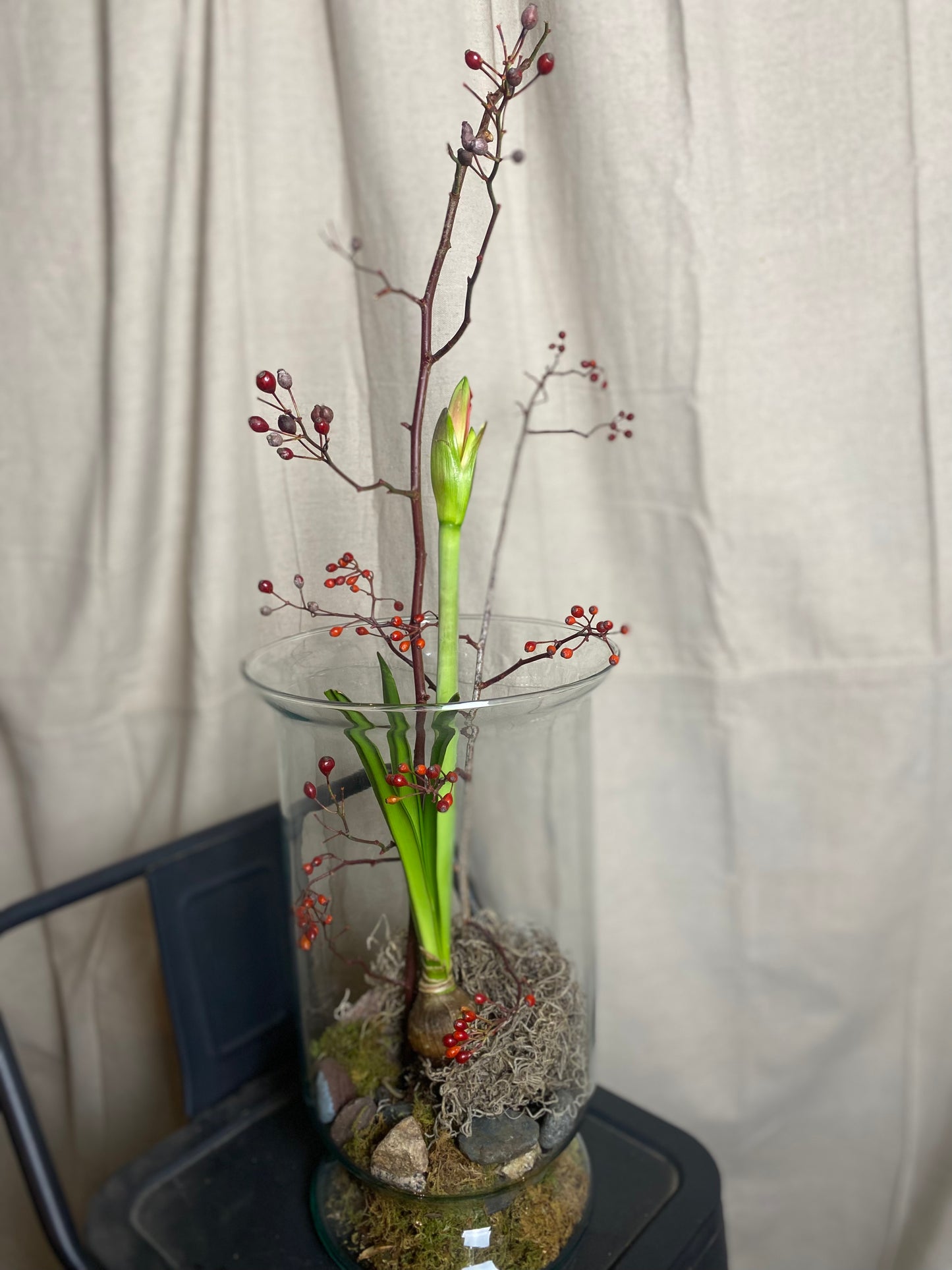 Amaryllis bulb arrangement
