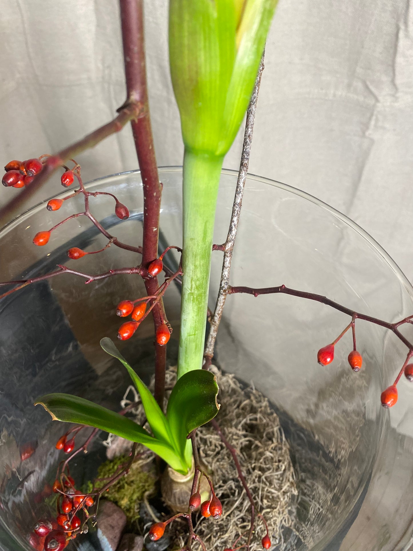 Amaryllis bulb arrangement