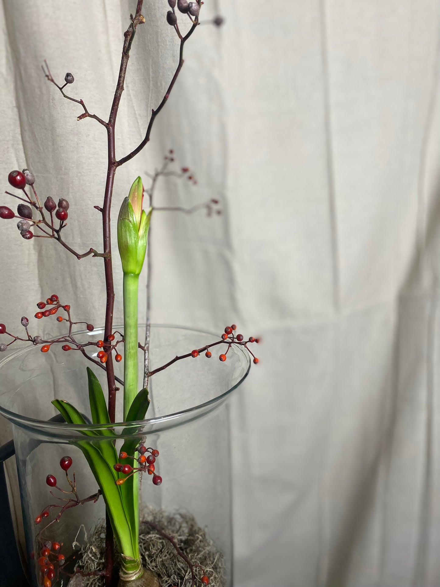 Amaryllis bulb arrangement