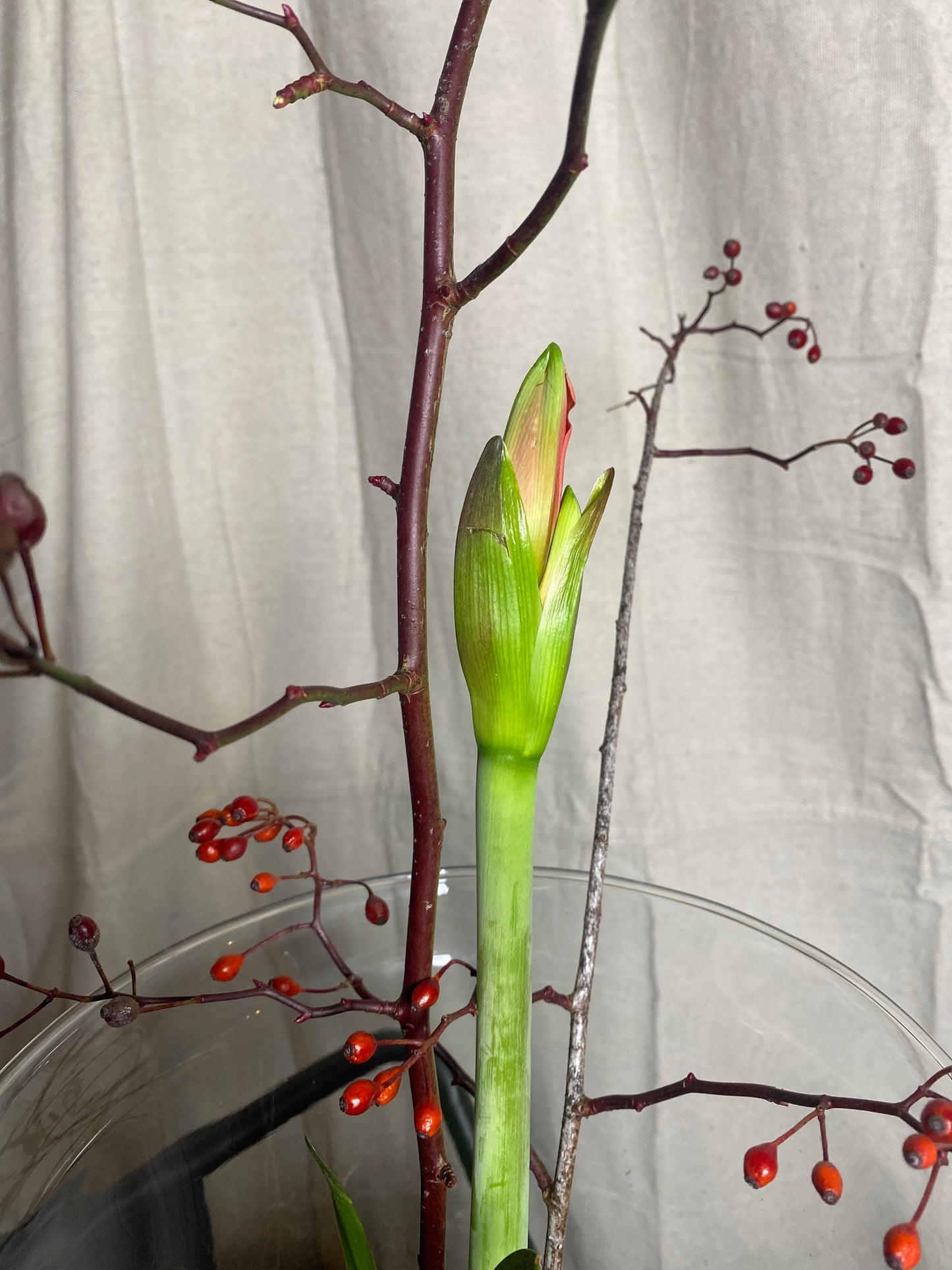 Amaryllis bulb arrangement