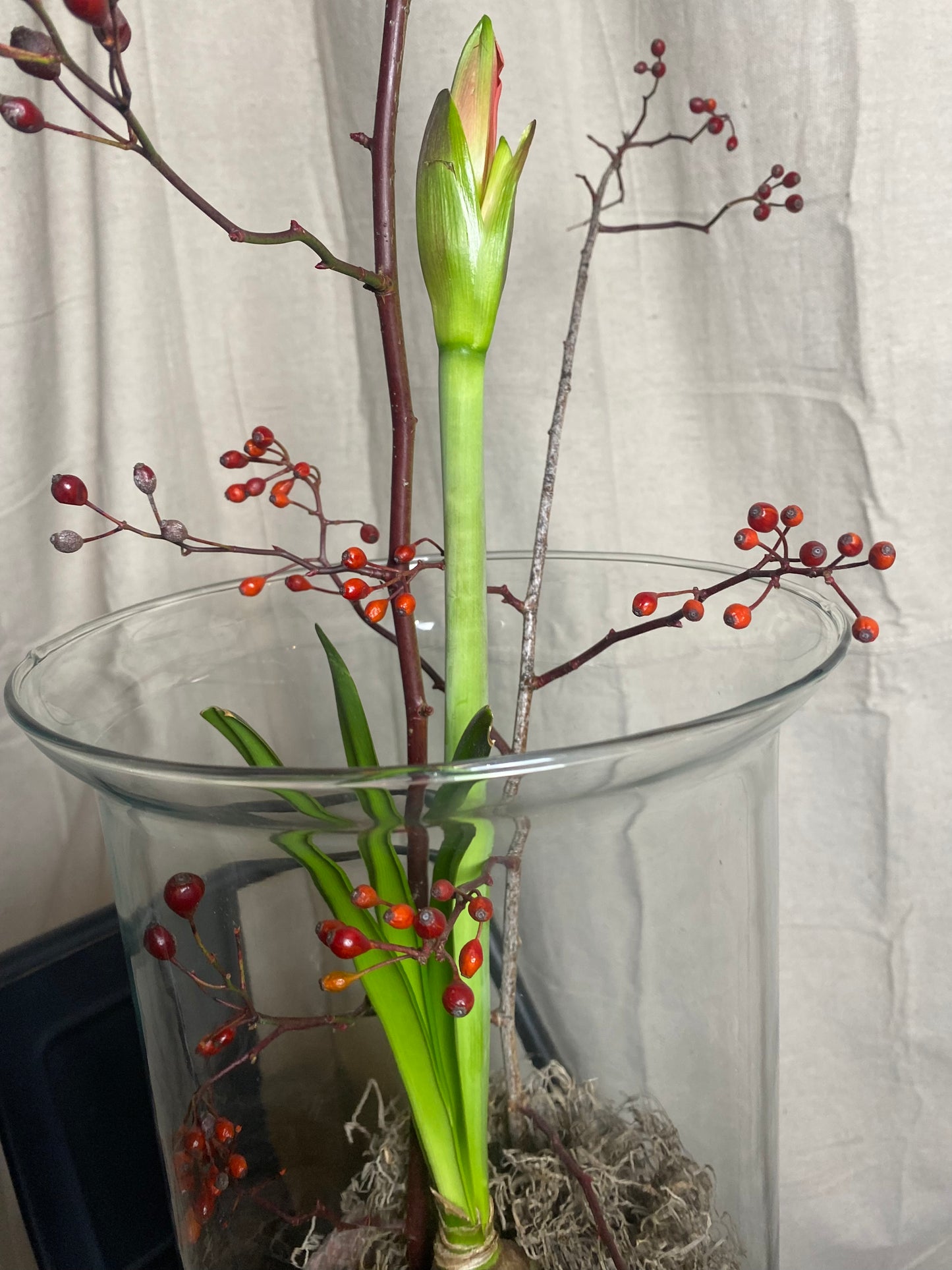 Amaryllis bulb arrangement