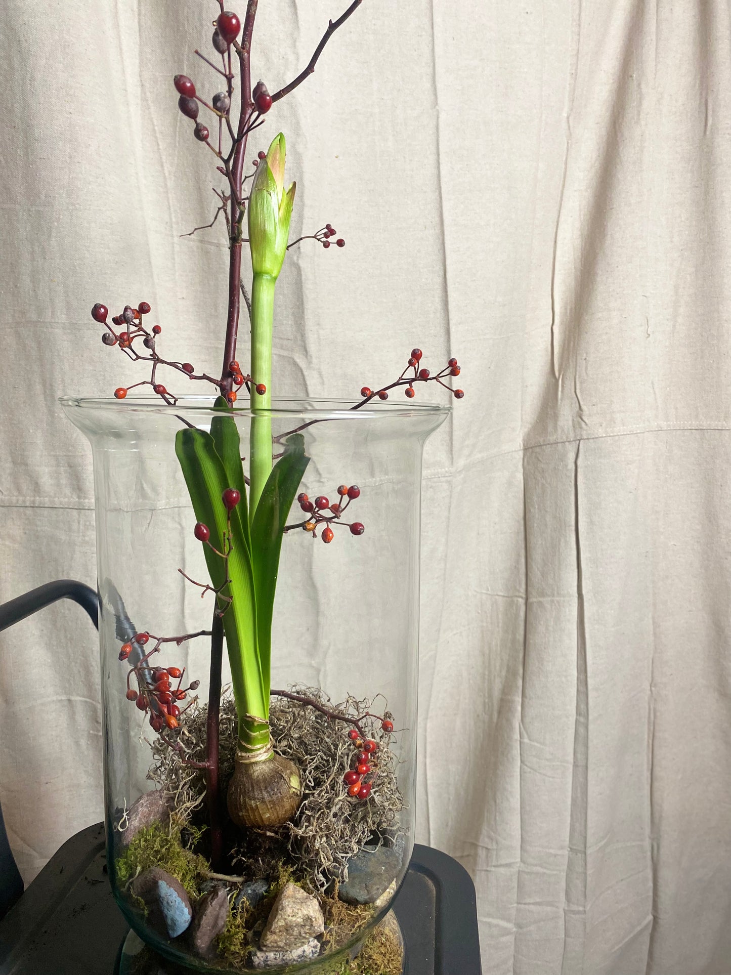 Amaryllis bulb arrangement