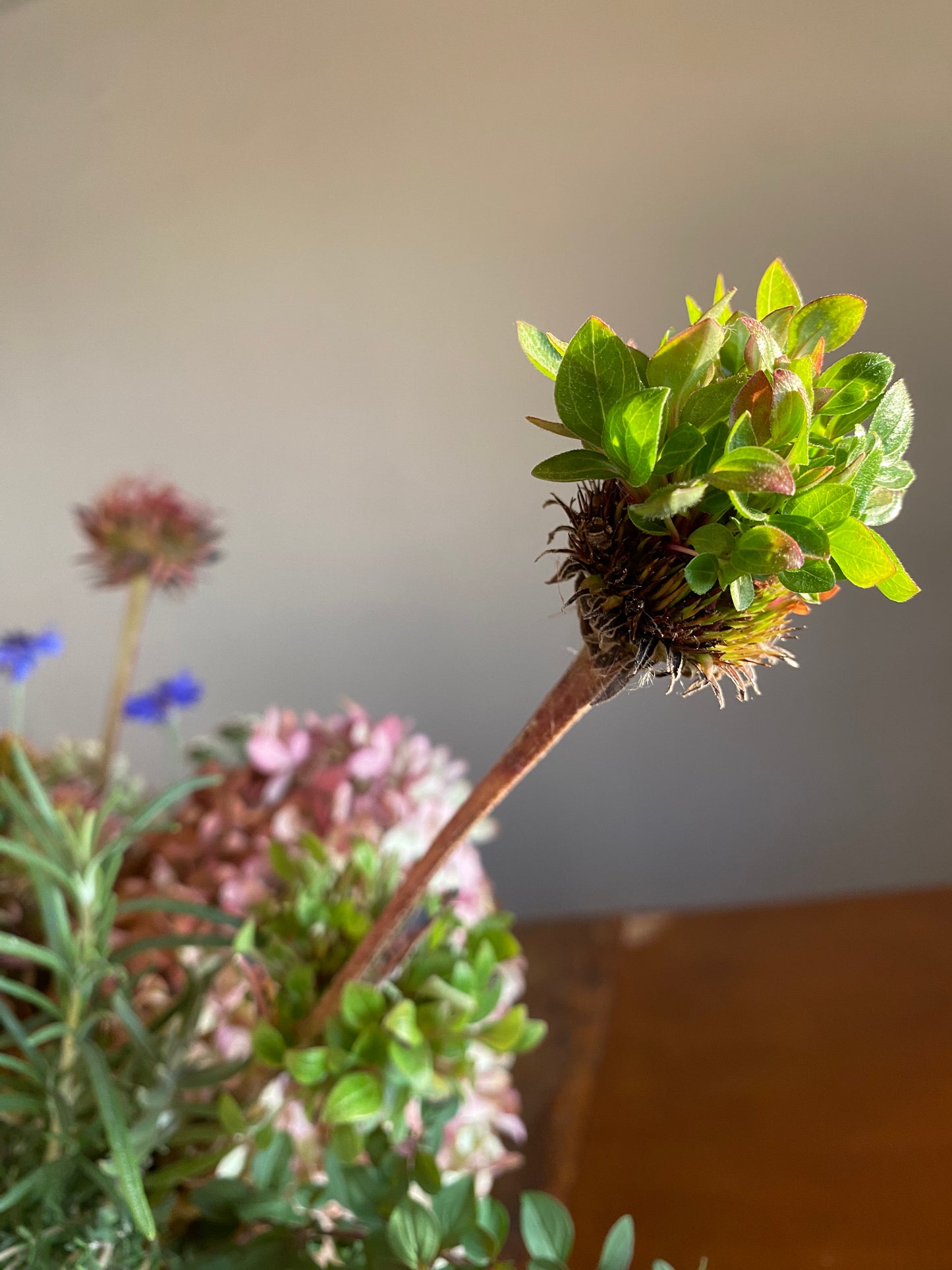 "de ultimo" // last harvest of the autumn season